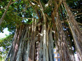 バニヤンツリー Banyan Tree ハワイ事典